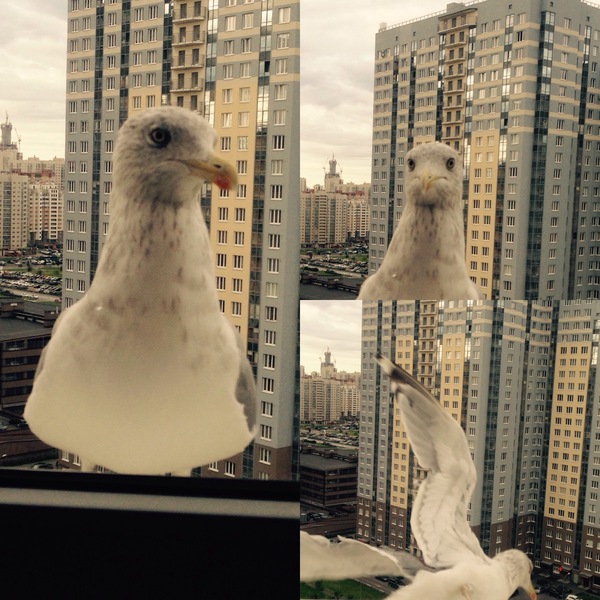 curious bird - My, Birds, Saint Petersburg, Cormorants, Curiosity, Scout
