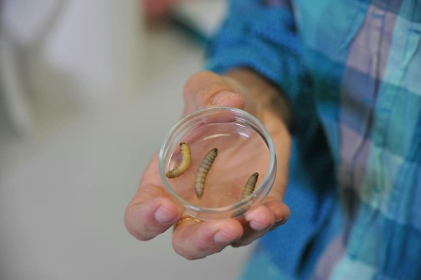 A Spanish amateur beekeeper accidentally discovered that the larvae of a large wax moth devour plastic - My, Nature, Larva, Scientists