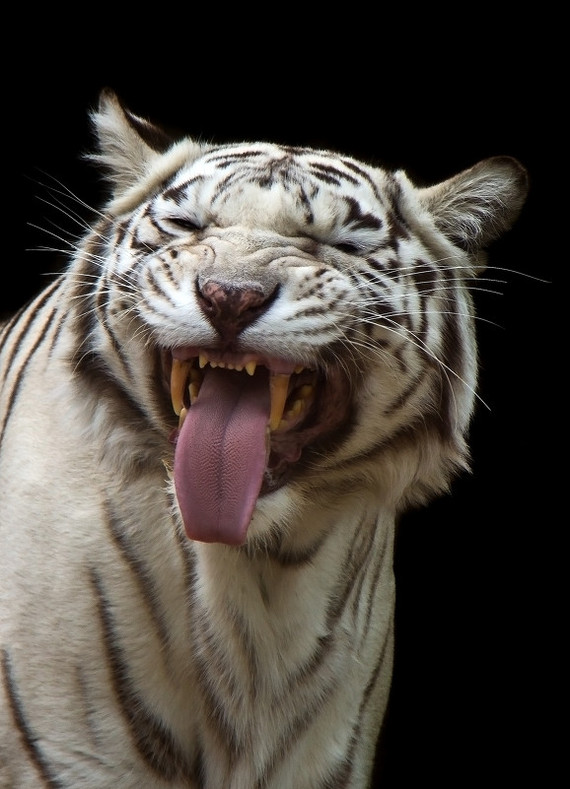 Striped positive! - Tiger, Laugh, Emotions, Funny animals, cat, Striped, Mustachioed - Striped, Longpost