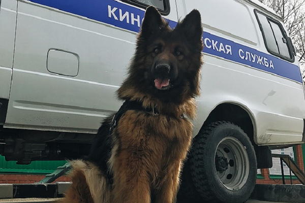 Tyumen shepherd dog Kima was awarded the Thank you for your service award - Dog, Reward, The crime, Police, Longpost