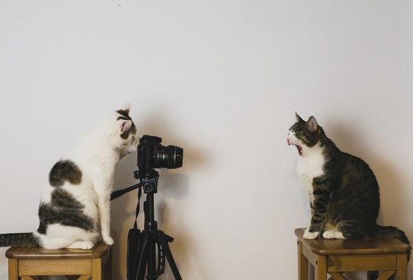 Photo studio. - Photo studio, cat, 