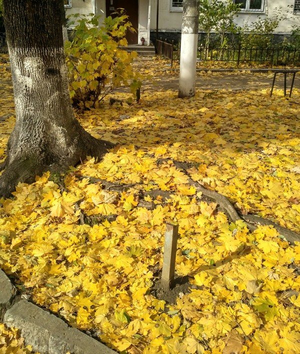 When autumn is really golden - My, Autumn, Landscape, Autumn leaves, beauty