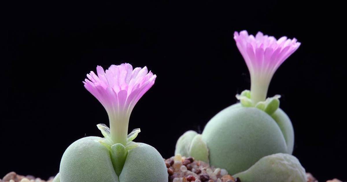 Большие маленькие растения. Литопс Конофитум. Gibbaeum comptonii. Аизовые Суккуленты. Гиббеум Петрензе.