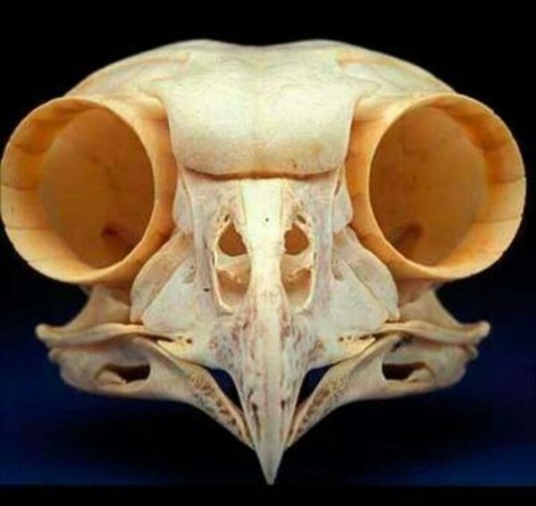 The owl has a lot of unusual things - Owl, Scull, Eye sockets, Nozzle, Fighter