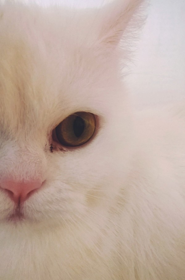 My pet - My, cat, Gorgeous, White, The photo