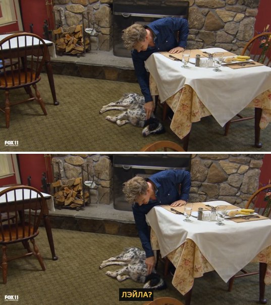 Why am I afraid to feed dogs... - Longpost, Gordon Ramsay, Dog, Broadcast