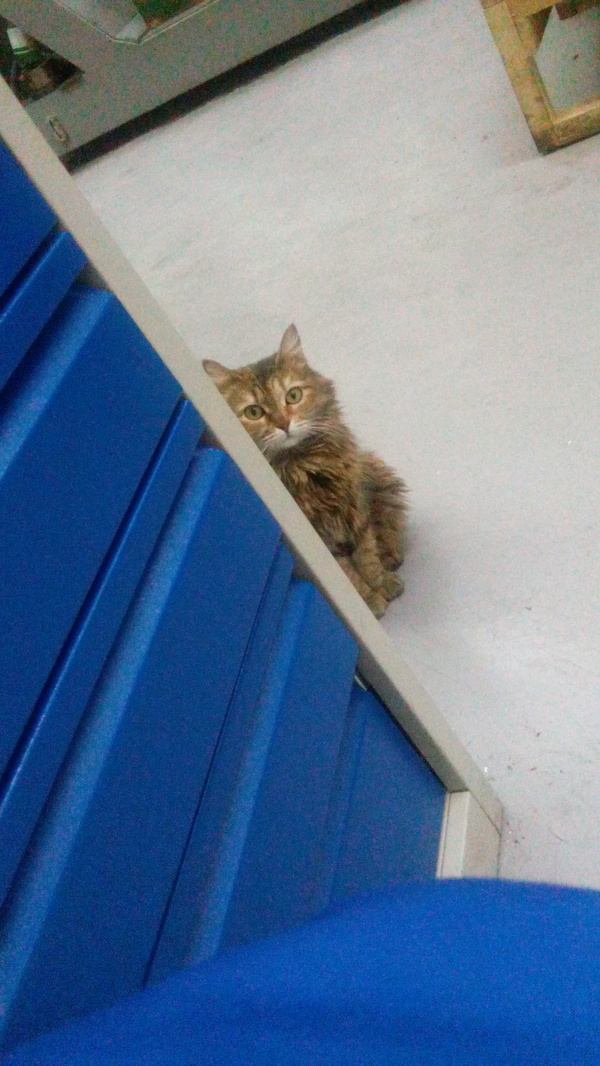 Кошаки :-) | Пикабу
