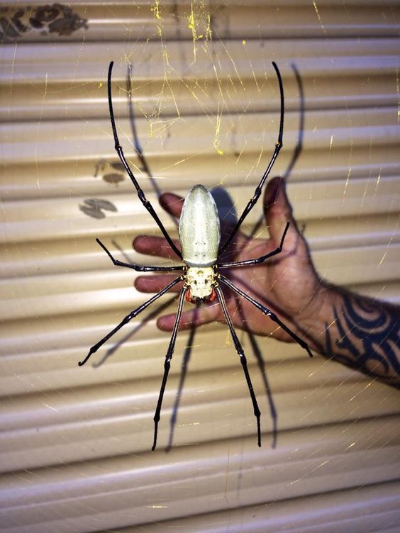 Giant Orb spider,    , , , , 