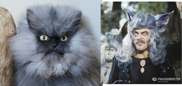 similarity? - cat, Wolf, Mikhail Boyarsky