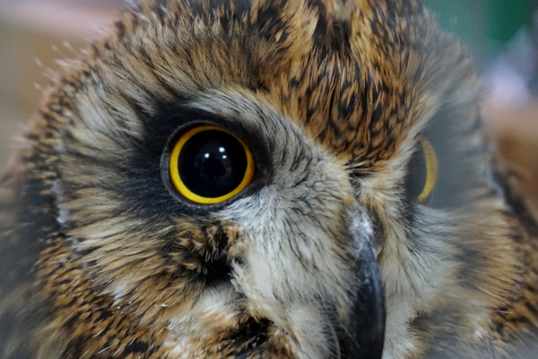 Get out of my sight! - My, Swamp owl, Sight, Eyes, Birds, The photo