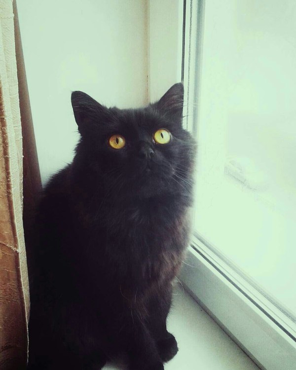 Tishka - The photo, My, cat