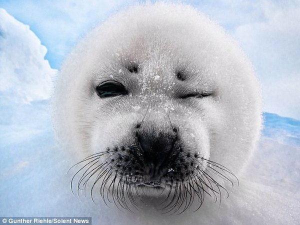 ������, �������� � ����������-��������� �����������