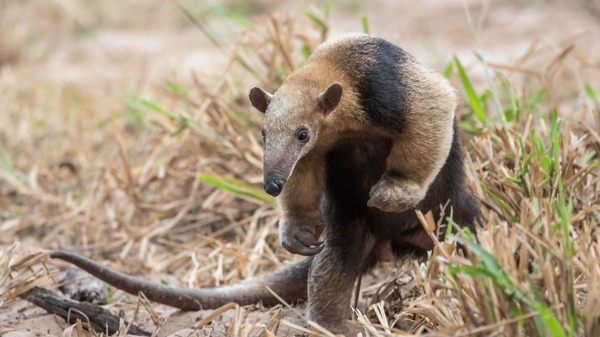 Threatening anteater. - The photo, Animals, Ant-eater, Diversity