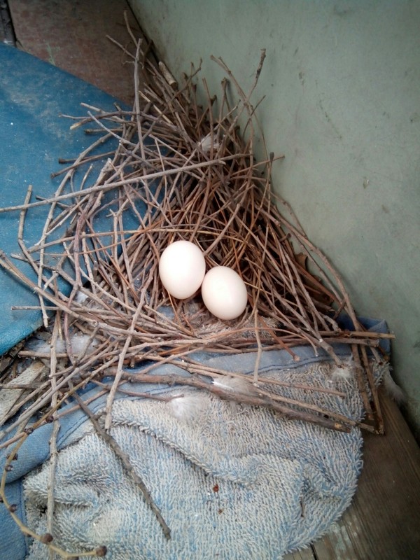 New neighbors - My, Chicks of pigeons, Birds