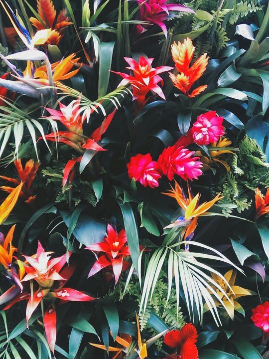 tropical flowers - Flowers, , beauty, Nature, Tropics, Flora and fauna, Exotic plants
