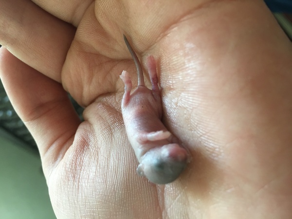 Кошка родила