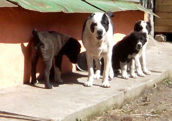 Face higher, bark louder! - Security, My, Dog, Alabai, Puppies