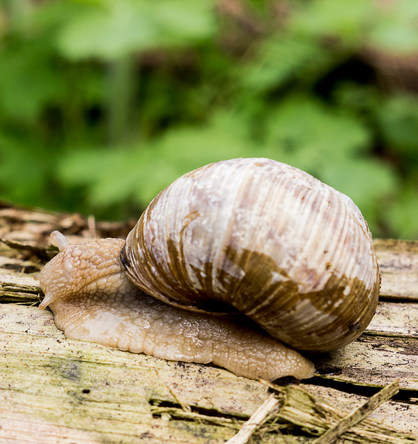 Spring - My, Macro, The photo, Snail, Spring, Longpost, Macro photography