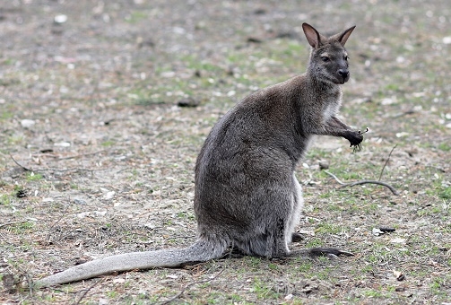 About frauds in the zoo of Rostov-on-Don - Rostov Zoo, Kangaroo, Fraud