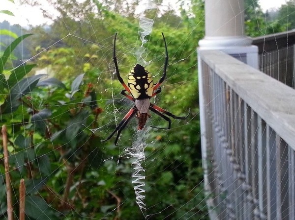 Spider with Cthulhu on its back - , Spider, Web, Cthulhu, The photo