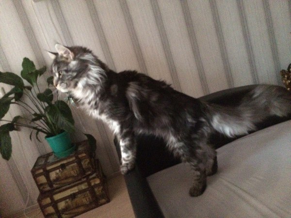 The cat has been found! - cat, Maine Coon, Thank you, Found a cat, Yekaterinburg