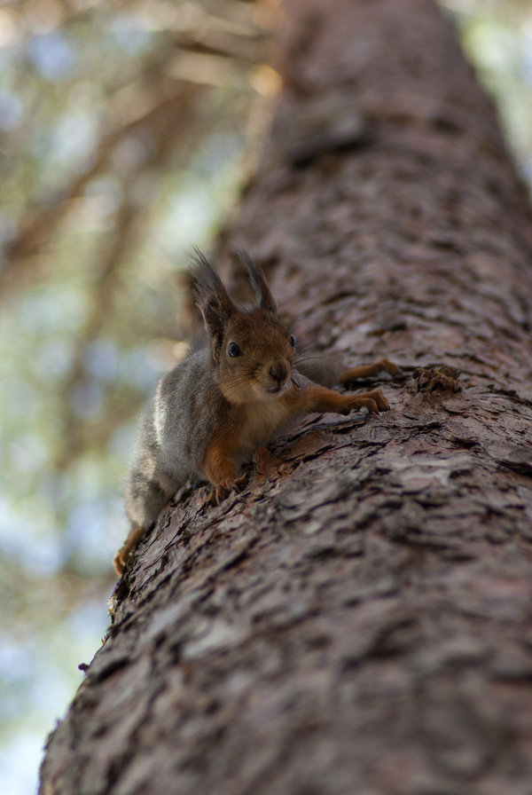 A squirrel is running towards you! - My, Squirrel, The photo, Pentax, Tamron