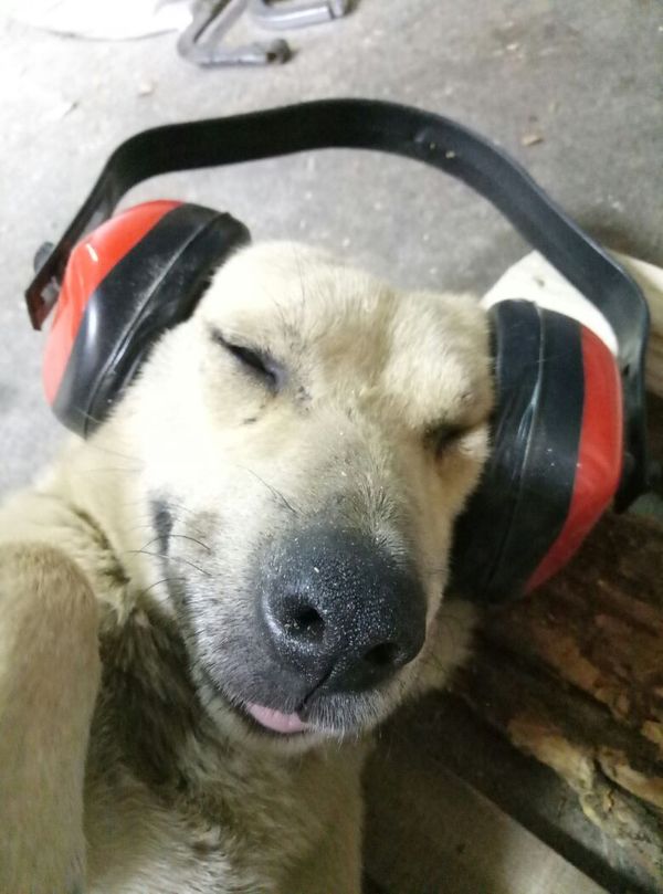 When I turned on my favorite track to the fullest - My, Dog, Headphones, Complicated joke