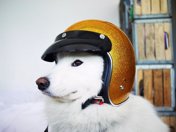 The main thing is safety. - Dog, Safety