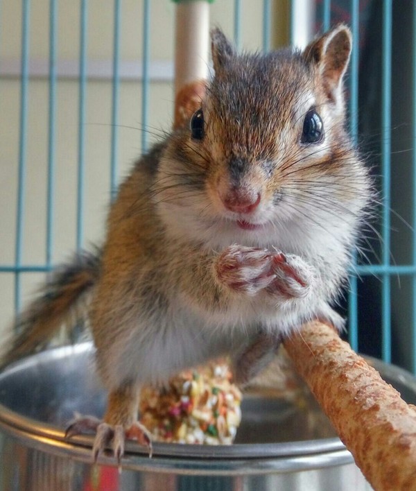 �������� ��������