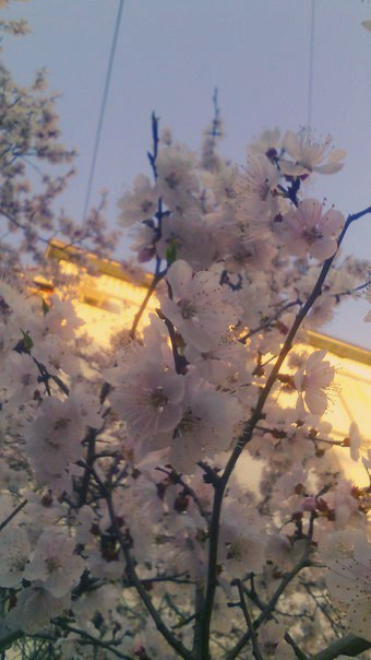 Spring came:) - My, Spring, Apricot, Flowers, Primorsky Krai, Ussuriysk, Longpost