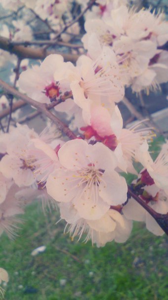 Spring came:) - My, Spring, Apricot, Flowers, Primorsky Krai, Ussuriysk, Longpost