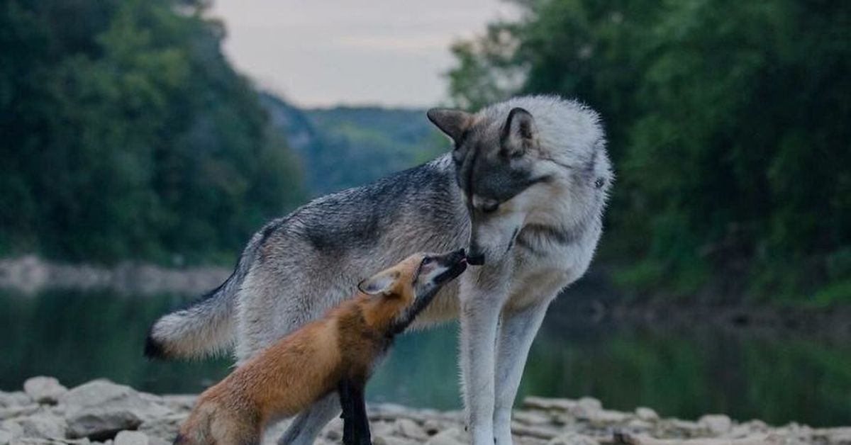 Найти волка и лису. Волк и лиса. Лис и волк. Лисы и волки. Дружба волка и лисы.