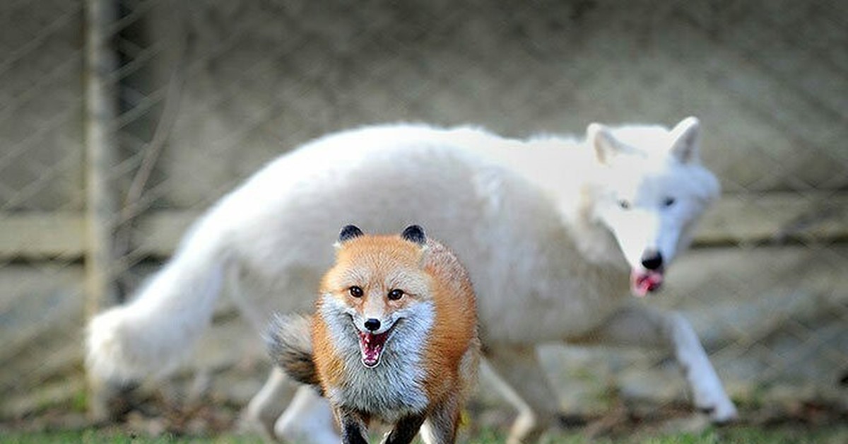 Волки лучше лис. Волк и лиса. Дружба волка и лисы. Фото Лис. Песец рыжий.