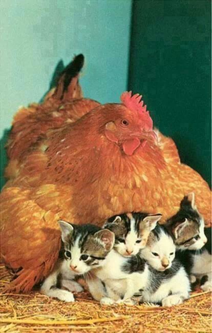 That's how the brood - Hen, cat, Kittens