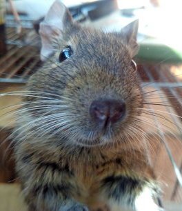 mouse selfie - My, Degu, Animals