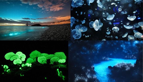 With the light of life - Bioluminescence, Bacteria, Ocean