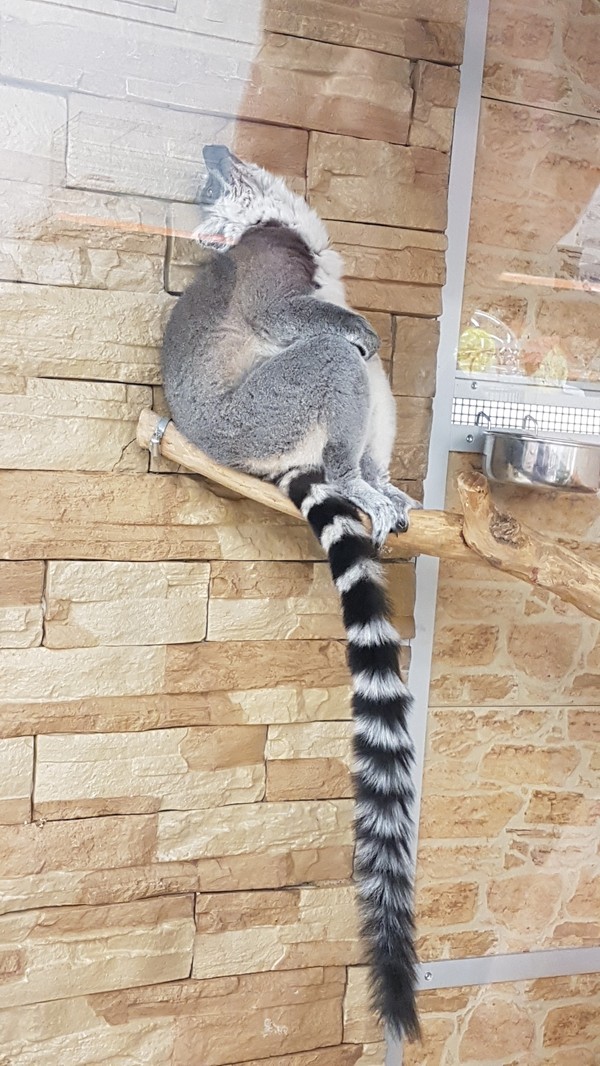 It's not a very nimble feeling - My, Longpost, Fluffy, Pet Shop, Honey, Lemur