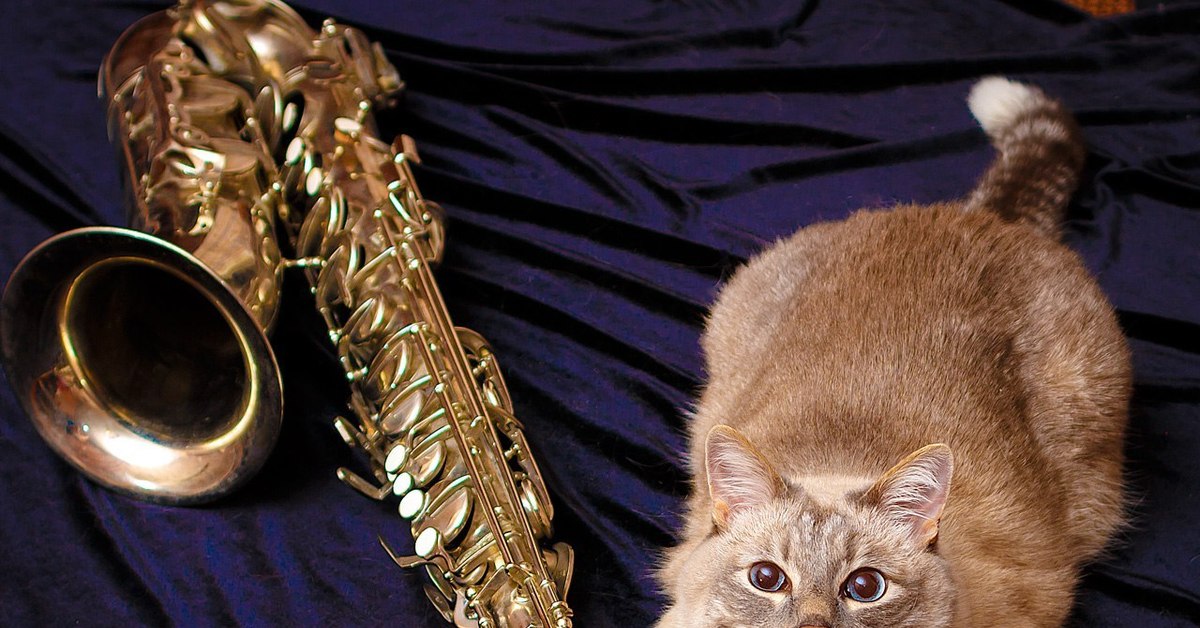 Cat jazz