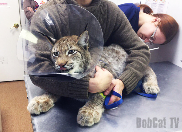 Lynx at the vet - My, Lynx, Veterinary, Katyavaleeva