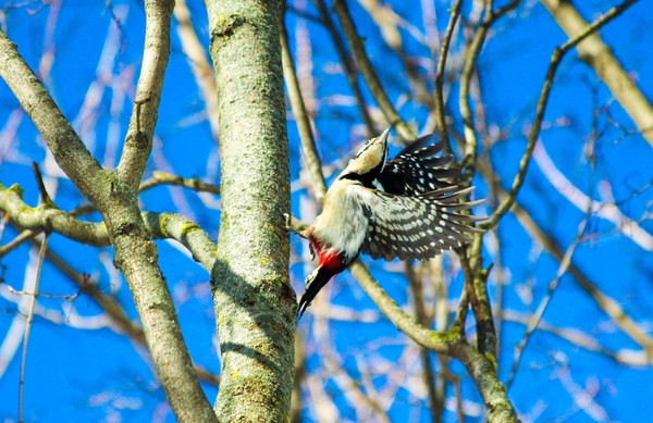 Good frame. Woodpecker takeoff. - My, Canon 600D, My, Ornithology, Woodpeckers, The photo, Zelenograd, Hobby, Birds