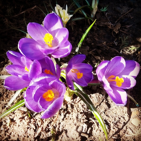 Spring came) - My, Spring, Flowers, Crocus