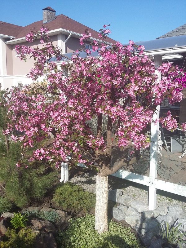 Райская яблоня цветет