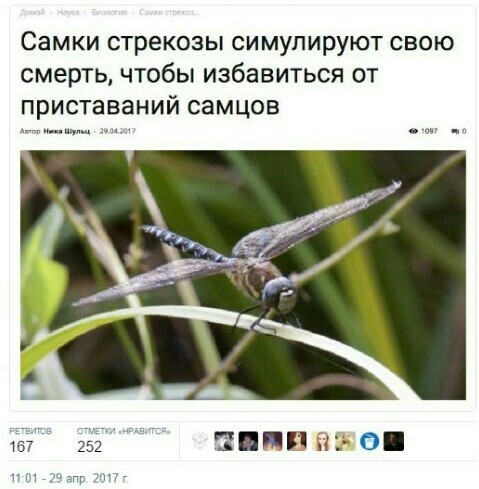 Life hack for girls - Life hack, Simulation, , Dragonfly