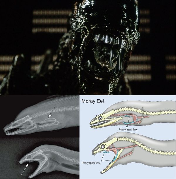 Moray eel prototype for Xenomorph's pharyngeal jaws - Stranger, Moray, Jaws