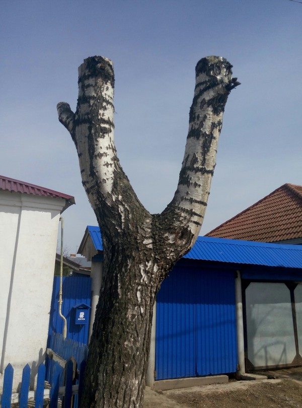 birch-slingshot - Tree, Slingshot