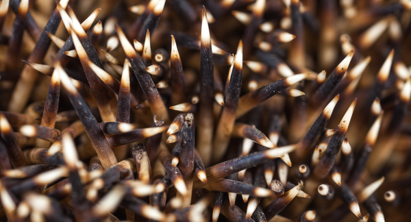 hedgehog spines - My, Macro, Canon 5DM2, , Macro photography