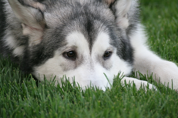 Malamute waiting for her man - , Help, Animal shelter, Alaskan Malamute, Dog, Longpost