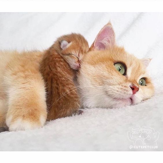 It's so sweet to sleep next to mom - cat, Dream