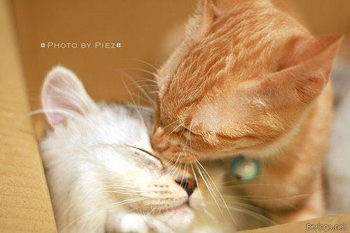 This is such a cutie: two cats in love - cat, Love