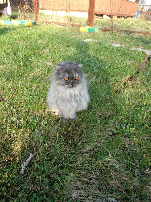 Opening of the summer season - Longpost, Dacha, My, British cat, Open season